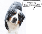 Did You Say Snow Emergency - City Of Wabasha